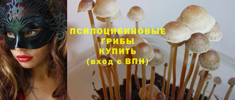 Галлюциногенные грибы Psilocybe Барыш